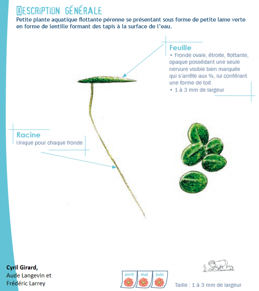 Lemna minuta Kunth, 1816